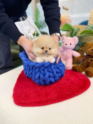 Teacup Pomeranian for sale