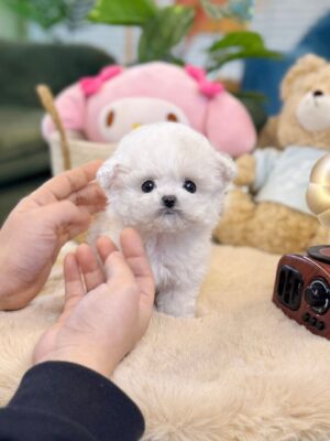 bichon frise breeders