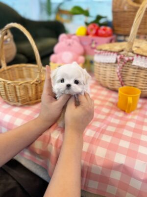 Maltese Puppy for Sale