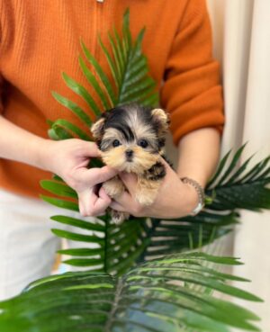 tea cup yorkies for sale near me