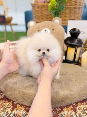 Pomeranian Puppy for Sale