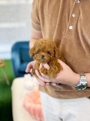 Toy poodle puppies for sale