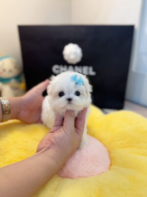 maltese dog for sale