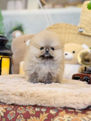pomeranian puppies for sale near me