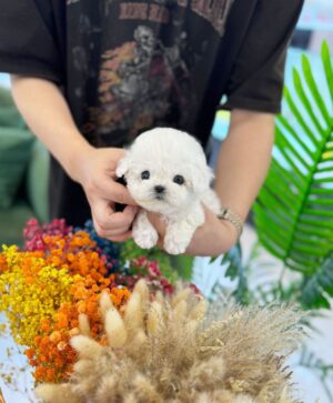 bichon puppies for sale