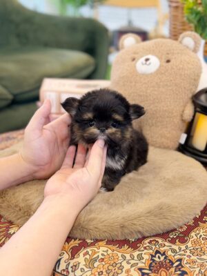 Teacup Maltipom Puppies for Sale