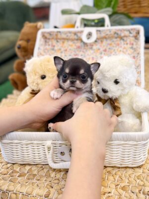 Teacup Chihuahua Puppies for Sale near me