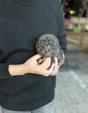 Teacup Poodle Puppies for Sale