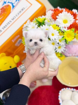 Teacup Maltese Puppies for Sale 