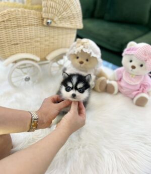 Pomsky Puppies for Sale