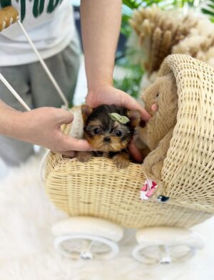 Yorkshire Terrier puppies for sale