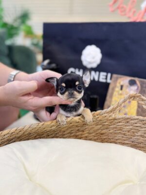 Teacup Chihuahua Puppies for Sale