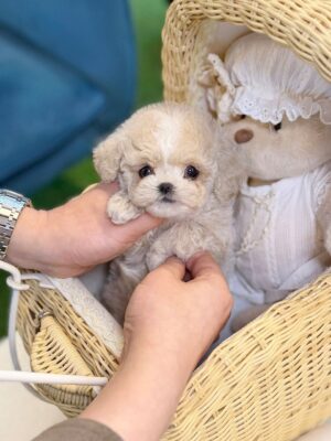 maltipoo puppies for sale