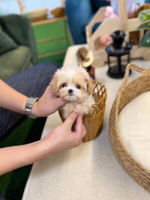 Teacup Maltipoo Puppies for Sale
