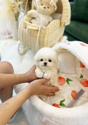 Mini Bichon Frise - Male - (Tony)
